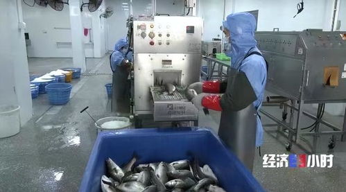 珠海打造“年魚之都” 預制菜產業年產值超1.5億元，紡織業協同發展